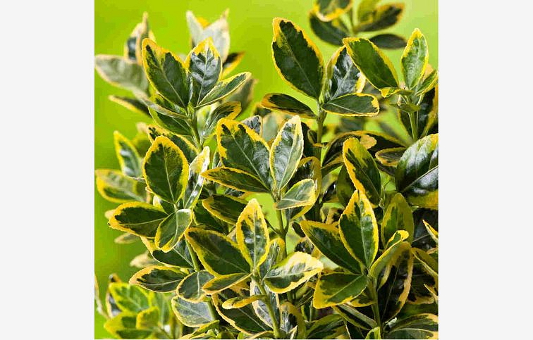 Bršlen japonský Marieke cca 20 cm, kont. p13