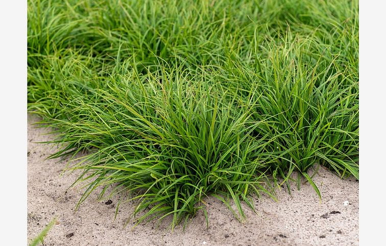 Ostrica The Beatles - Carex, kont. 0,5 l