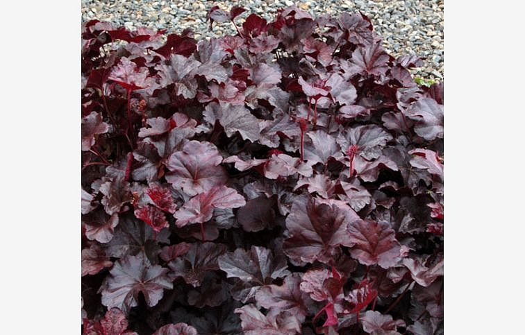 Heuchera Obsidian, kont. 0,5 l