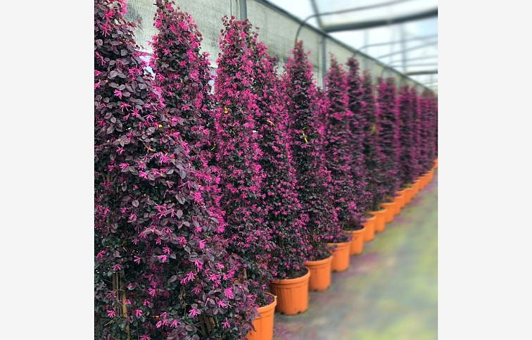 Loropetalum čínske Fede 170-200 cm, kont. 45 l