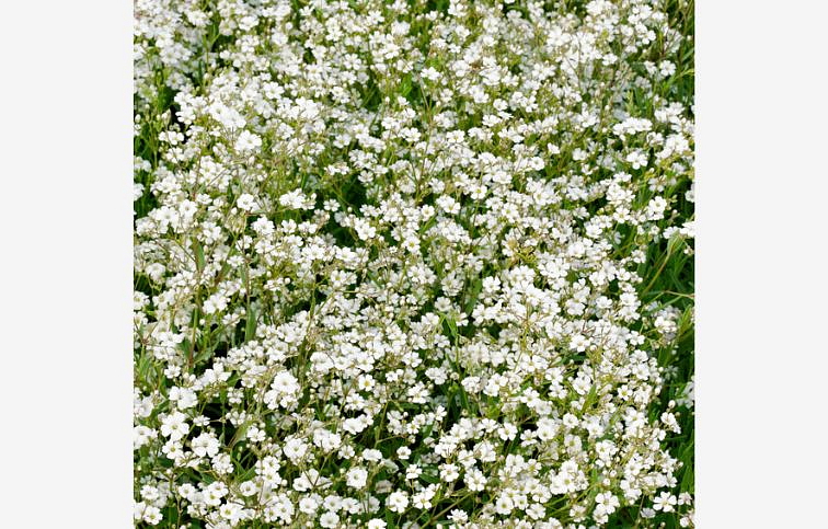 Gypsomilka White Angel - Gypsophila, kont. 0,5 l