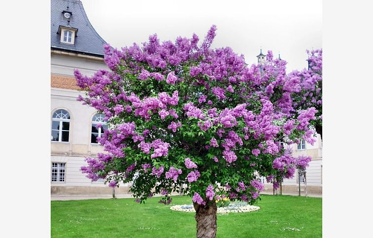 Orgován perzský na 80-90cm kmienku, výška 130-150 cm, kont. 18-25 l