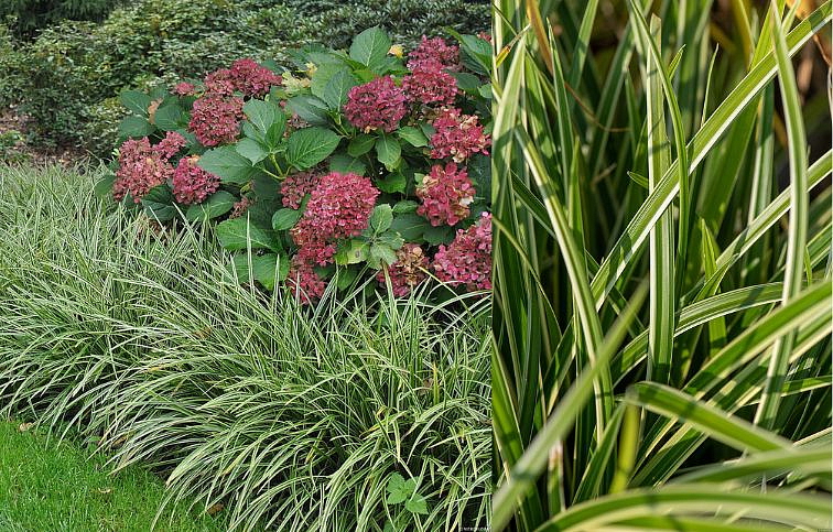 Ostrica japonská Ice Dance - Carex morrowii, kont. 0,5 l