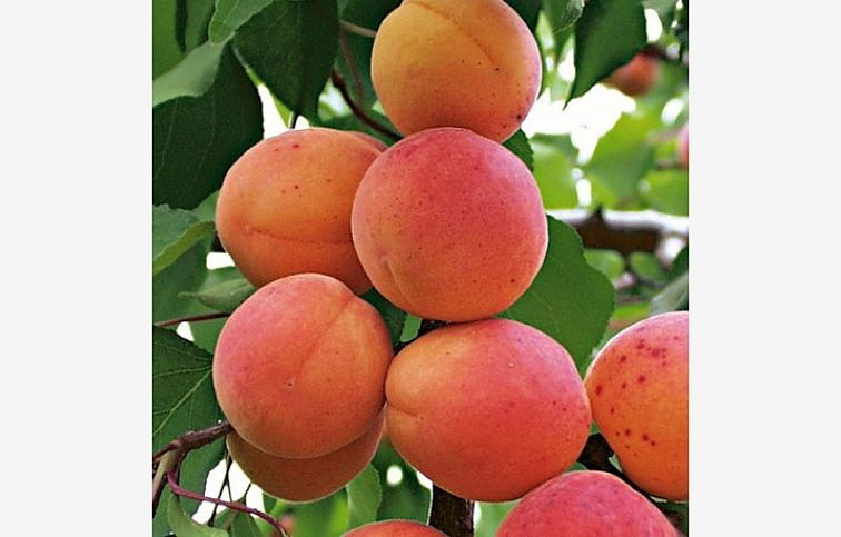 Marhuľa Bergeron, podpník myrobalán, voľnok.