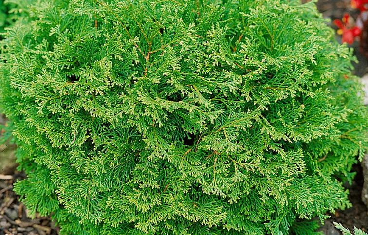 Cypruštek tupolistý Pigmaea 20-30 cm, kont. 2 l