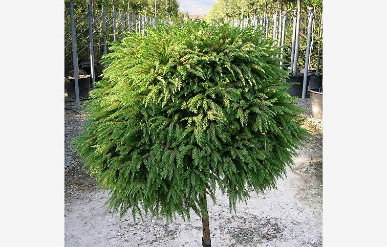 Kryptoméria japonská Globosa Nana na 40-50 cm kmienku, výška 70-80 cm, kont. 5 l