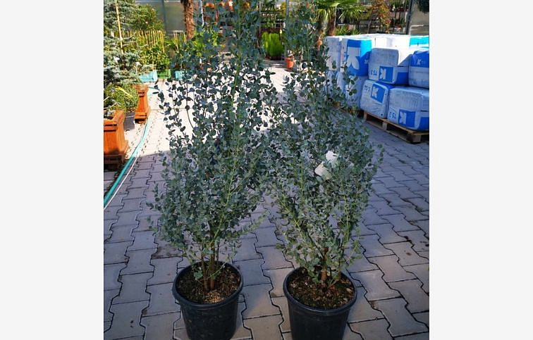 Eukalyptus gunnii Silverana 140-160 cm, kont. 7-9 l