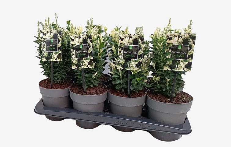 Bršlen japonský Francien cca 20 cm, kont. p13