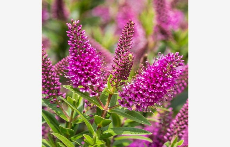 Hebe Donna Eva 35cm, kont. p15