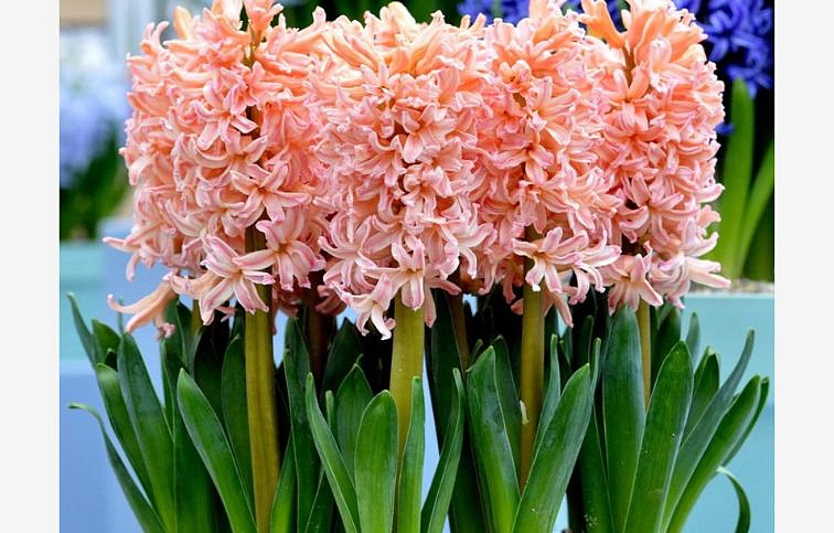 Hyacint Gipsy Queen 5 ks v balení