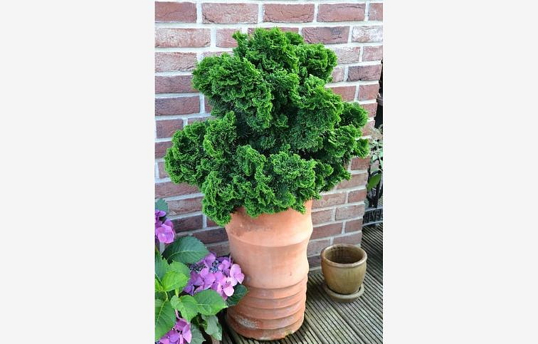 Cypruštek tupolistý NANA GRACILIS cca 20 cm, kont. p17