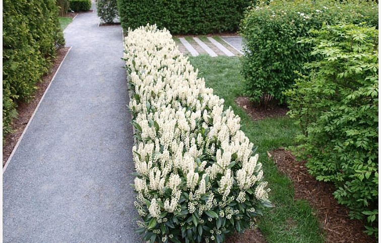 Vavrínovec lekársky Otto Luyken 30-40cm - Prunus laurocerasus kont. 2 l