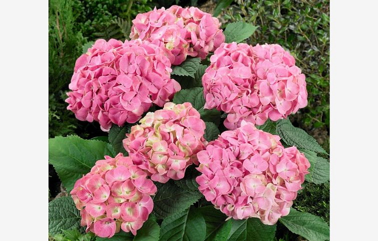 Hortenzia kalinolistá ružová cca 30cm, kont. p14