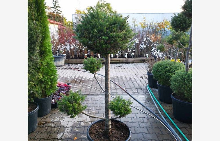 Jedľa kórejská bonsaj 130-170 cm, kont. 55 l