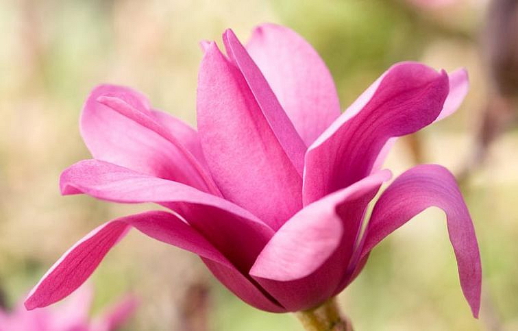 Magnólia Vulcan 100-140cm, kont. 10 l