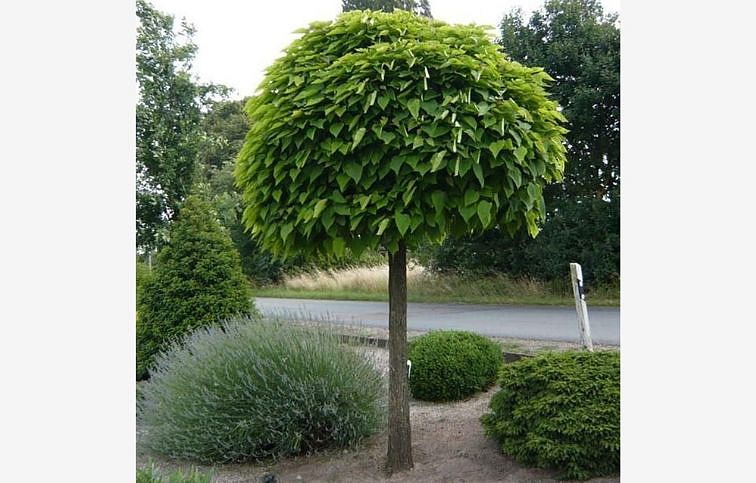 Katalpa bignóniovitá Nana na 180-200cm kmienku, výška 220-260cm, obv. km. 6-8cm, kont. C10