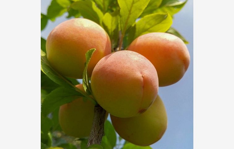 Marhuľa Cremonini na cca 110cm kmeni, výška 150-170cm, obv. km. 6-8cm, kont. 10l