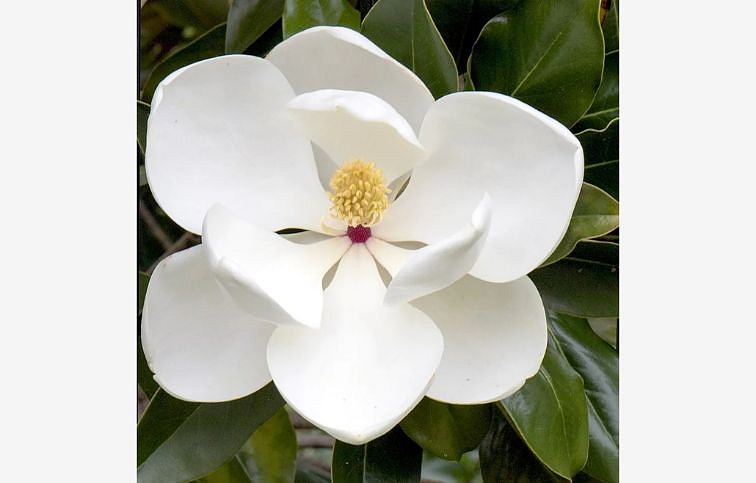 Magnólia veľkokvetá Gallissoniensis Goliath 150-180cm, kont. 25 l