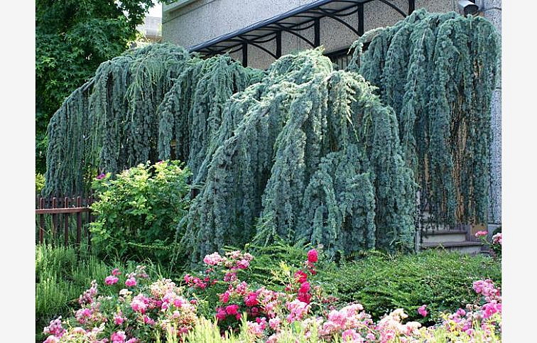 Céder atlantský GLAUCA PENDULA 100-120 cm rozvetvený, kont. 9 l