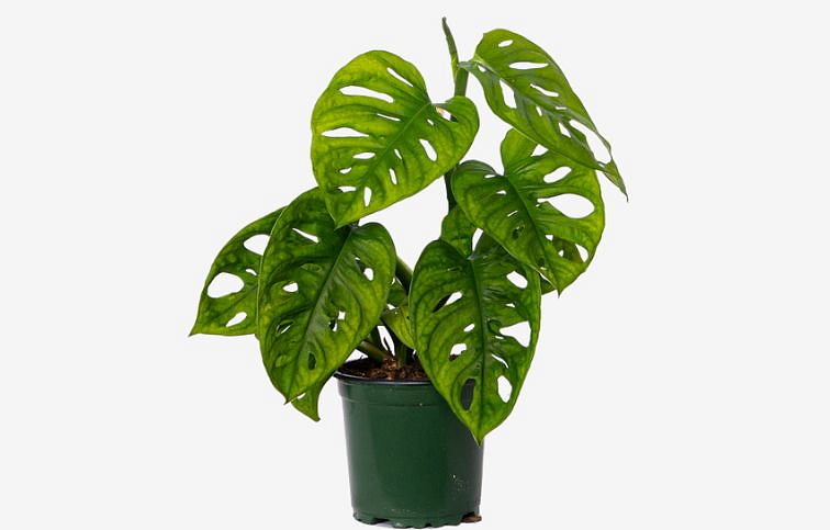 Monstera adansonii Monkey Mask 20-30 cm, kont. p11