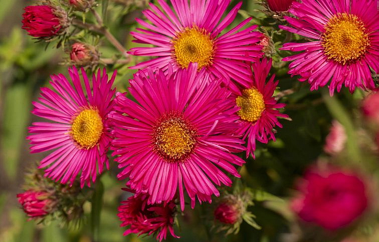 Astra novoanglická Alma Pötschke - Aster, kont. 0,5 l