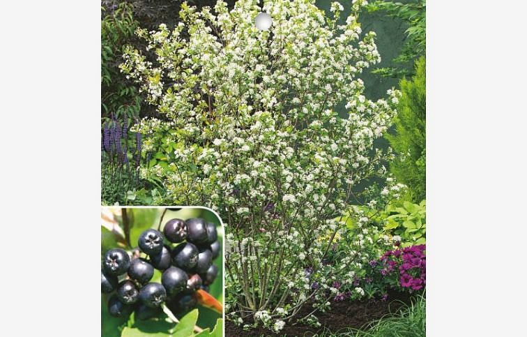 Arónia čiernoplodá Hugin 20-30cm - Aronia melanocarpa kont. 2 l