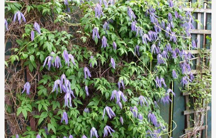 Plamienok alpínsky 50-60 cm - Clematis alpina, kont. p14