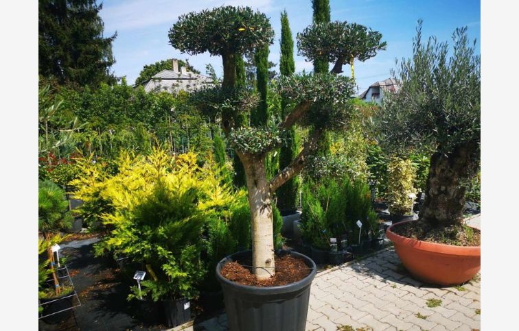 Olivovník európsky ponpons, obvod kmeňa 40-50cm, výška 170-180cm, kont. 130 l