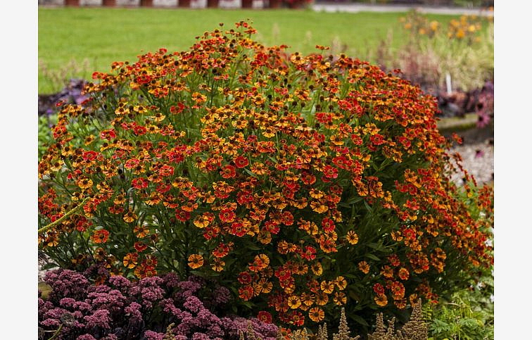 Helénium Poncho, kont. 1 l