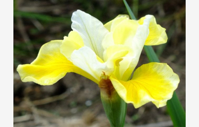 Kosatec sibírsky Solar Energy - Iris sibirica, kont. p11