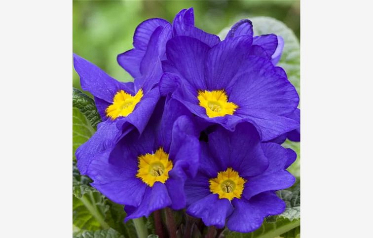 Prvosienka bezbyľová Bonneli Blau, kont. p9