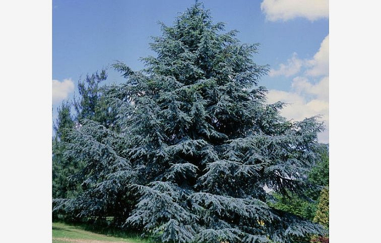 Céder atlantský GLAUCA 150-170 cm rozvetvený, kont. 20-25 l