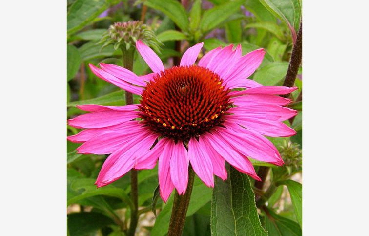 Echinacea purpurová Magnus, kont. 1 l
