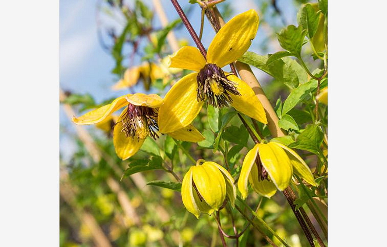 Plamienok Golden Tiara 70-80cm, kont. p17