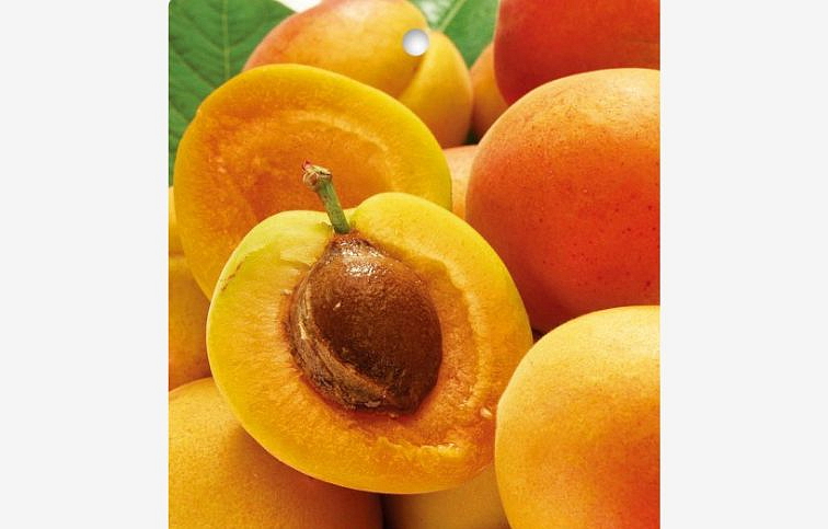 Marhuľa Early Orange, podpník myrobalán, voľnok.