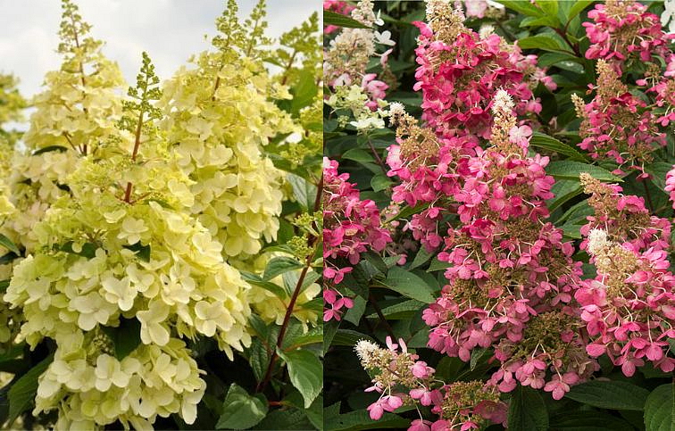 Hortenzia metlinatá Candlelight na kmienku, výška 90-120cm kont. 5 l