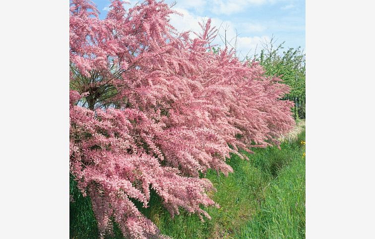 Tamariška malokvetá 40-70cm - Tamarix tetrandra kont. 3 l