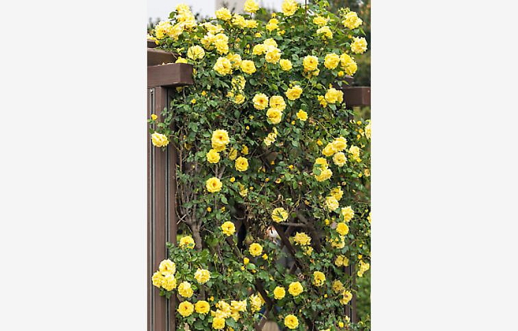 Ruža popínavá žltá 140-200 cm, kont. 5 l