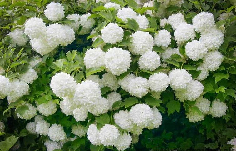 Kalina Eskimo na 70-80cm kmienku, výška 100-130cm, kont. 5 l