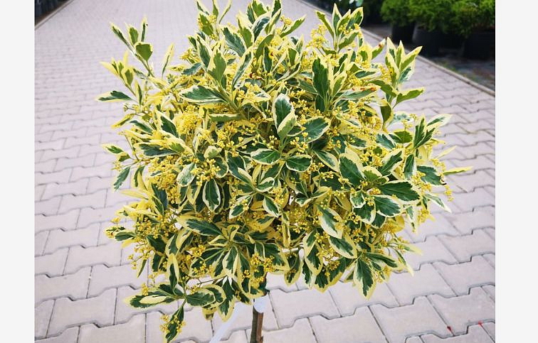 Bršlen japonský BRAVO na kmienku, výška 60-80 cm, kont. 7-9 l