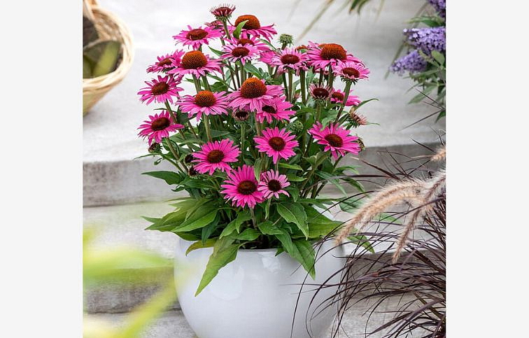 Echinacea purpurová Dark Pink Pearl, kont. 1 l