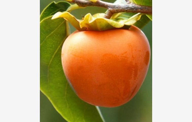 Hurmikaki Tipo na cca 90cm kmeni, v. 170-200cm, obvod kmeňa 6-8cm, kont. 10 l