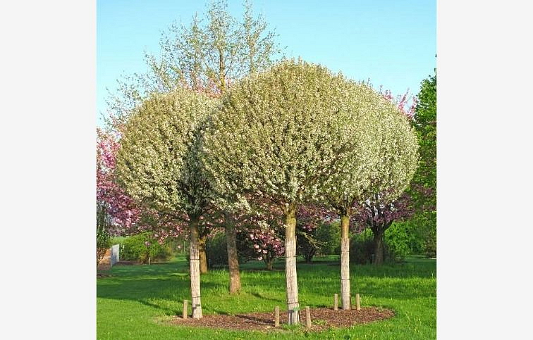 Višňa krovitá Umbraculifera na 200-220cm kmienku, v. 250-280cm, obv. km. 8-10cm, kont. 25l