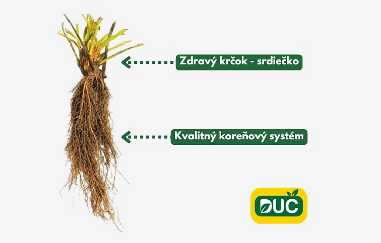 Jahody stálerodiace Selva - Frigo sadba A, zväzok 10 ks