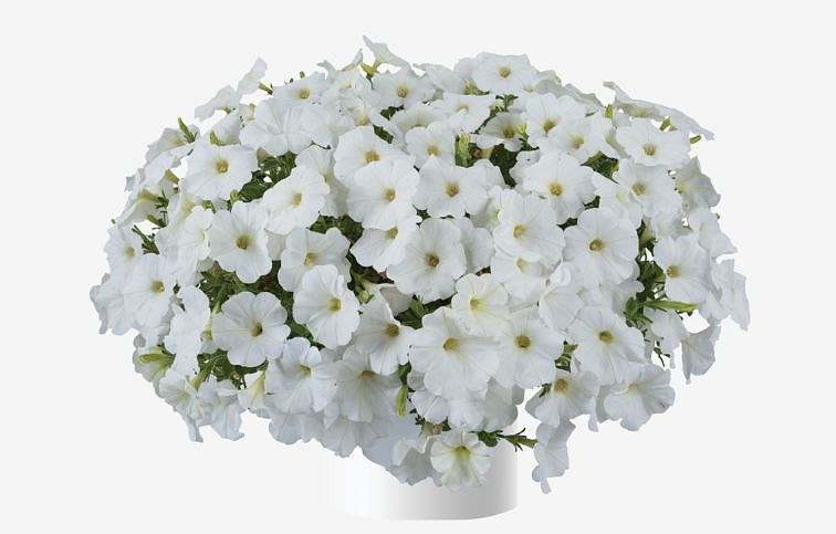 Petúnia Cascadias Iceberg, kont. 0,5 l