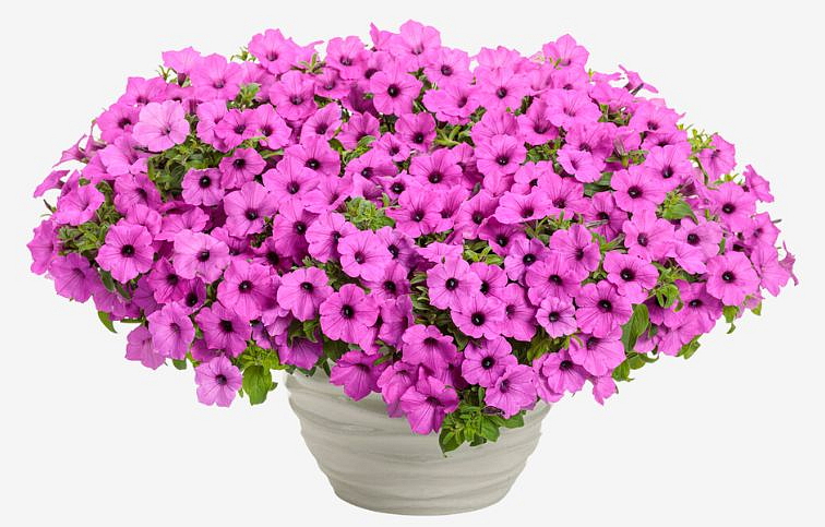 Petúnia Supertunia Vista Jazzberry, kont. 0,5 l
