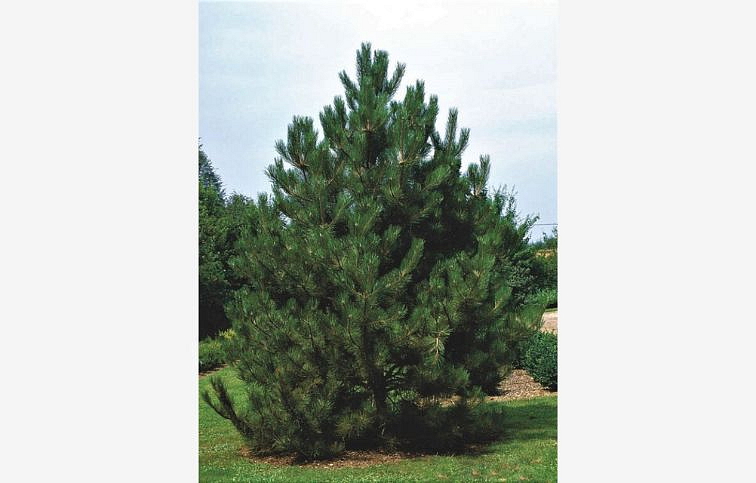 Borovica čierna Austriaca 110-130cm, kont. 35 l