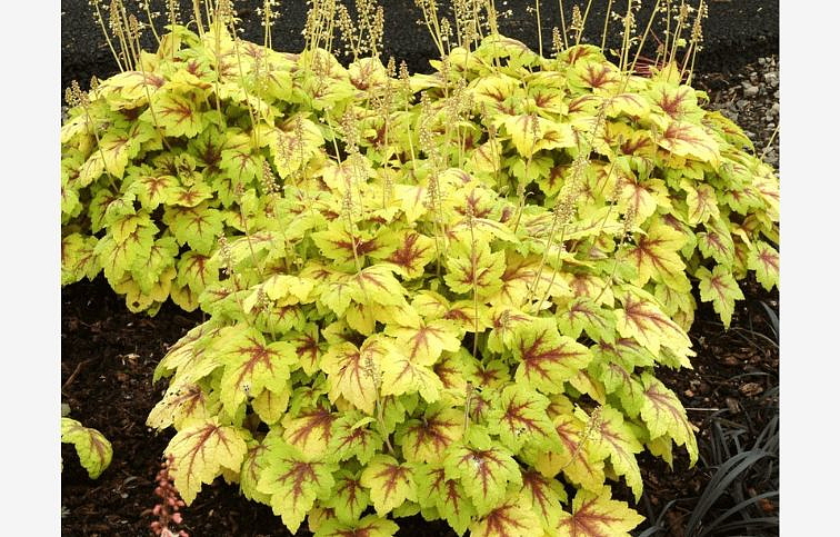 Heucherela Stoplight - Heucherella, kont. 0,5 l