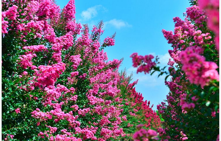 Myrta krepová Caroline Beauty ružová na 70-100 cm kmienku, výška 120-160 cm, kont. 10 l