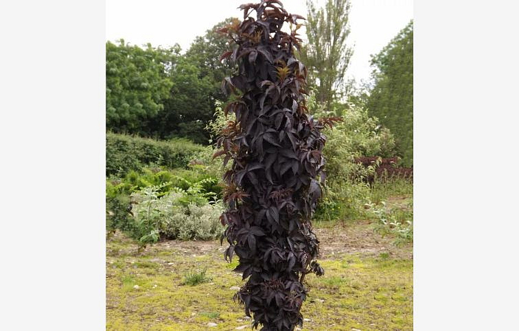 Baza čierna Black Tower 30-50cm, kont. 4 l